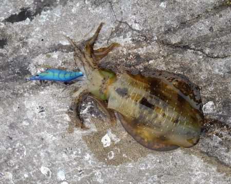 好調！越前デイエギング